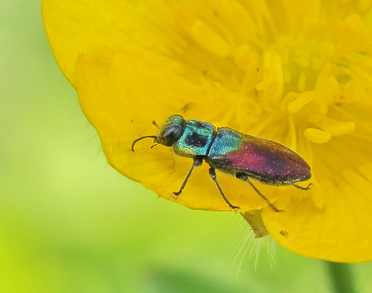 Un piccolo insetto colorato: Anthaxia salicis (Buprestidae)